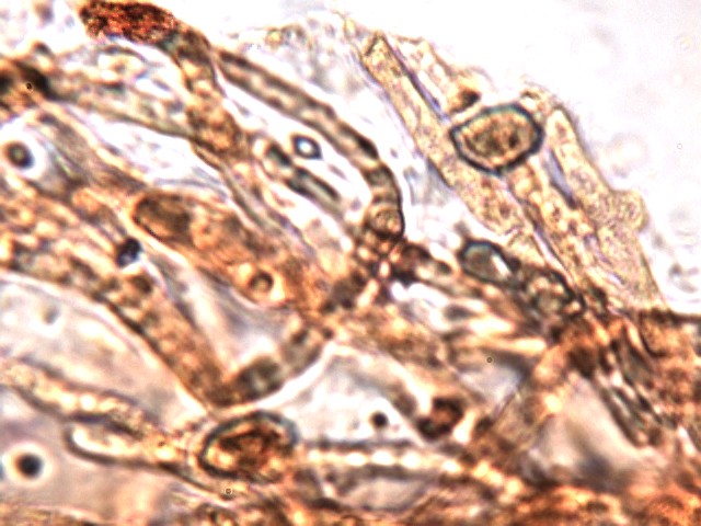 Cortinarius ochropallidus?